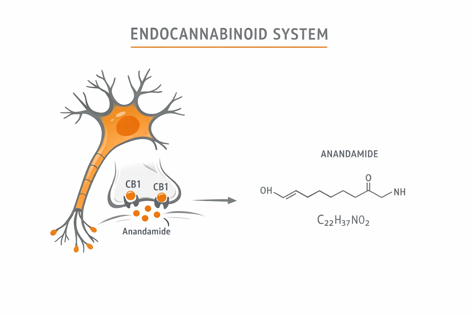 Краткое описание картинки